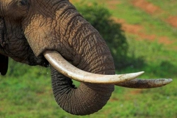 Elephant Tusks